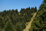 Árboles de Navidad en CDMX: dónde comprarlos directo del productor y apoyar al medio ambiente