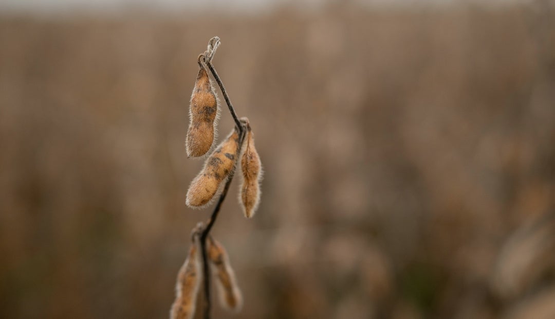 Brasil recolectará cosecha récord de soja en 2025/2026 y aumentará sus exportaciones