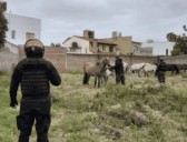 Animales sueltos: Dos caballos fueron incautados en la ruta nacional 50