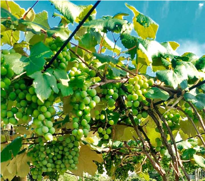 Las uvas misioneras, con retraso por el frío de este año, llegarán en diciembre