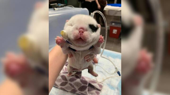Texas Rescuer Fights To Save Puppy Whose Head Doubled In Size Overnight