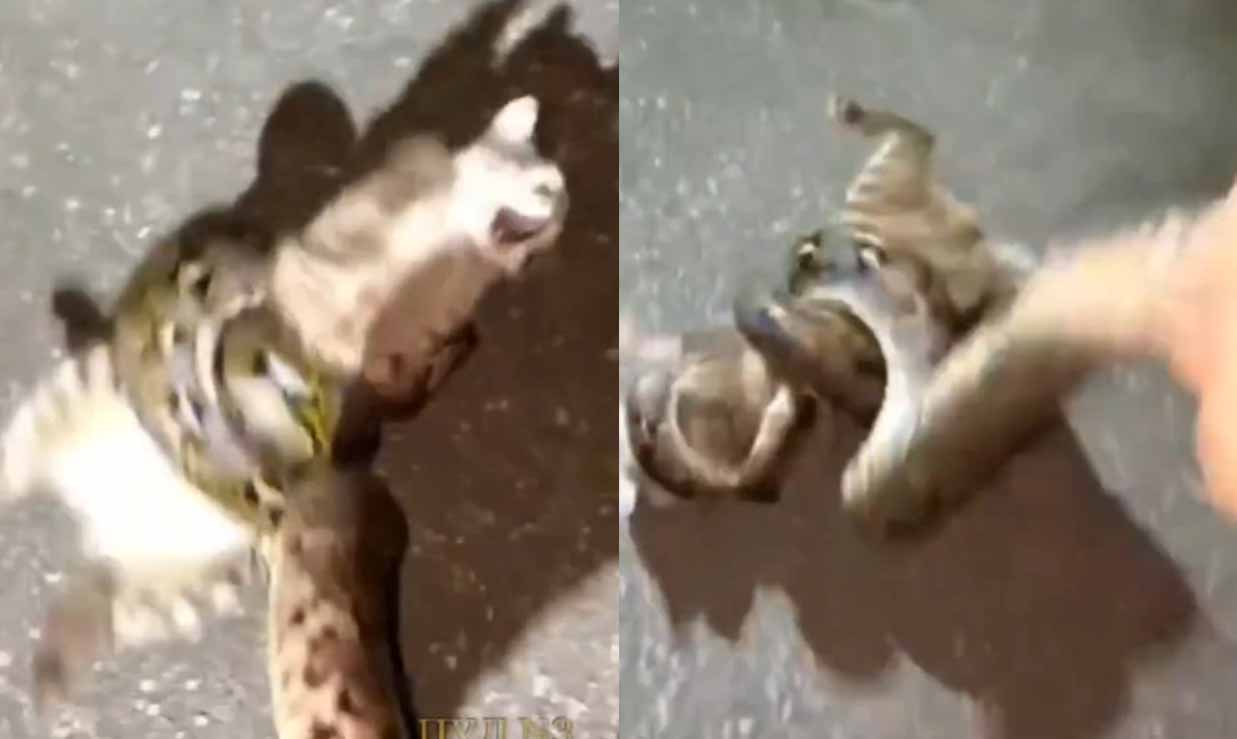 Héroe inesperado rescata a un gato callejero de las garras de una pitón gigante