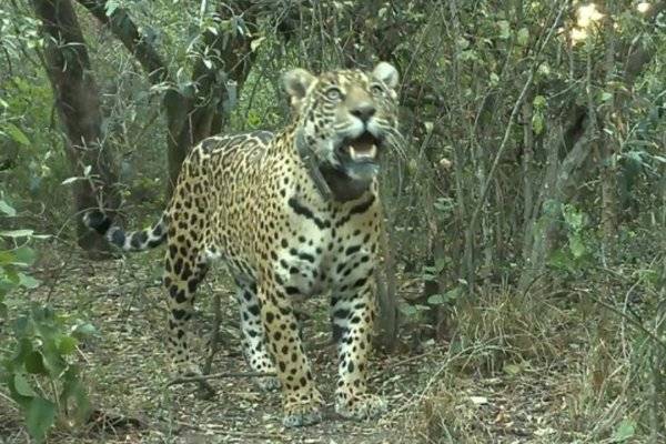 MATARON A ACAÍ! El collar clave para conocer que otro Yaguareté fue asesinado
