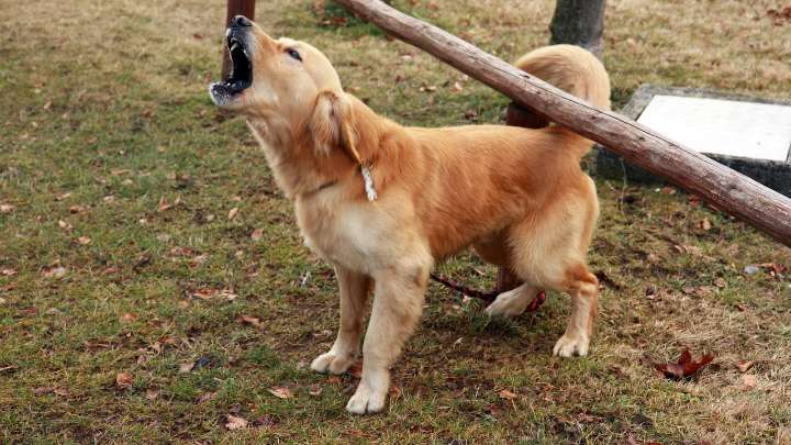 ¿Tiene mascotas?: En esta ciudad de Estados Unidos su perro tiene prohibido ladrar o aullar