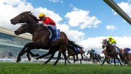 Race-by-race preview and tips for Rosehill on Saturday