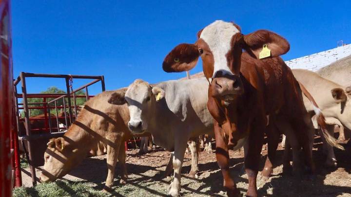 Ganado contaminado provoca cierre temporal del rastro de Axochiapan