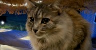 Lost cat returns home more than a year after Hurricane Helene devastated family