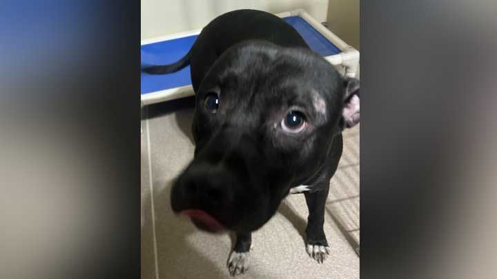 Is this your dog? Group searching for owner of lost dog found at Racine County truck stop