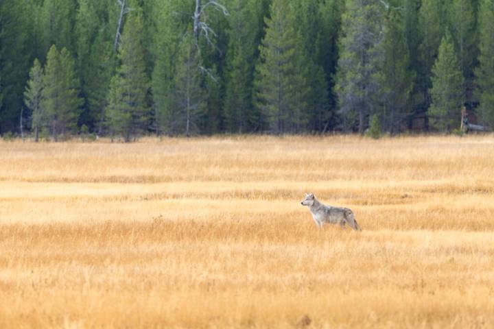 Reintroduced Carnivores’ Impacts on Ecosystems Are Still Coming Into Focus