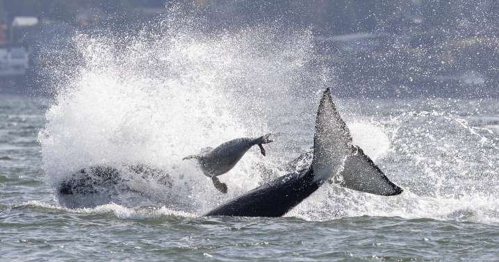 Photographer captures dramatic video of orcas hunting a seal that escaped by jumping onto her boat
