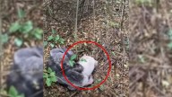 Mississippi Dog Discovered Curled In The Woods Shows She Isn’t Dangerous, Just Desperate