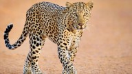 Maharashtra to change school timings in leopard-prone areas amid rising attacks