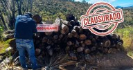 Profepa decomisa más de 4 toneladas de palma y clausura predio en Tlaxcala por explotación ilegal de recursos forestales