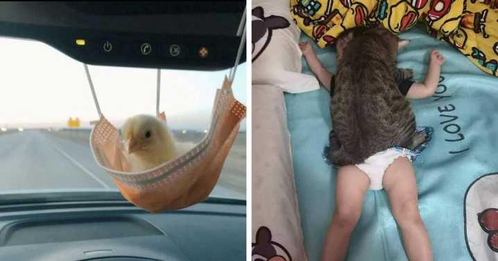 50 “Important Animal Images” To Put A Smile On Your Face (New Pics)