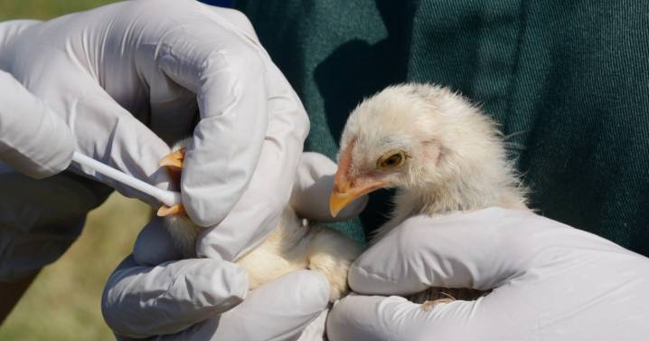 Estados Unidos confirma el primer caso de gripe aviar en humanos con una cepa rara: «Está gravemente enfermo»