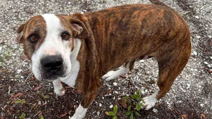 Lost Pup’s Mysterious 50-Mile Trek Ends In Florida Girl Scout Camp