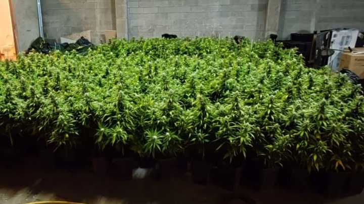 El exceso de consumo eléctrico destapa dos grandes plantaciones de marihuana en Oroso y O Pino