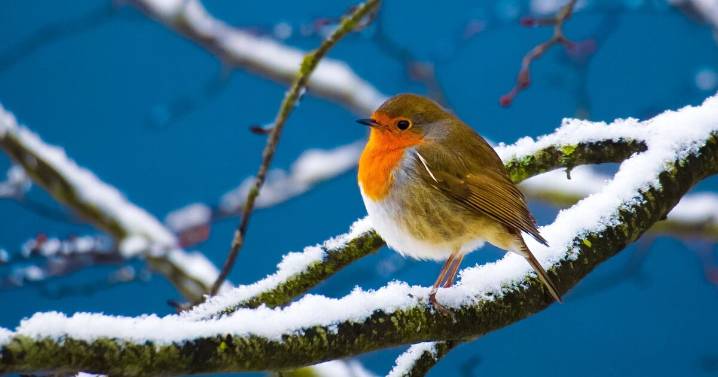 Warning issued to anyone with robins in garden as winter takes hold
