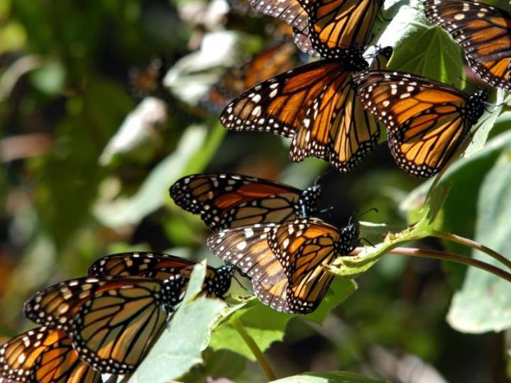 Un chip y 4 mil kilómetros: así es el proyecto que monitorea las mariposas monarca