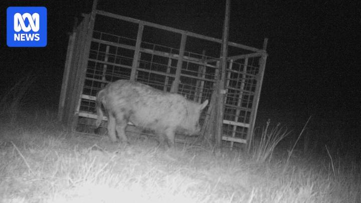 Feral pigs devour 99 out of every 100 lambs on this Central West NSW farm