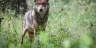 Por qué la inesperada técnica de un lobo para conseguir alimento sorprende a la ciencia