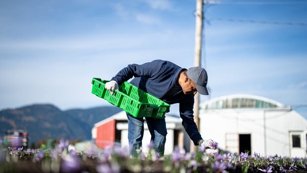 They are growing the world's most expensive spice in Canada. Here's how