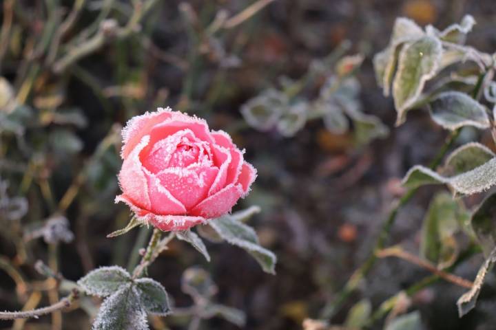 The Best Way to Protect Your Roses After the First Frost