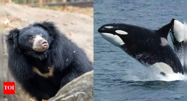 Meet 10 deadly female hunters in nature: From mosquitoes to orcas who control life and death in the wild