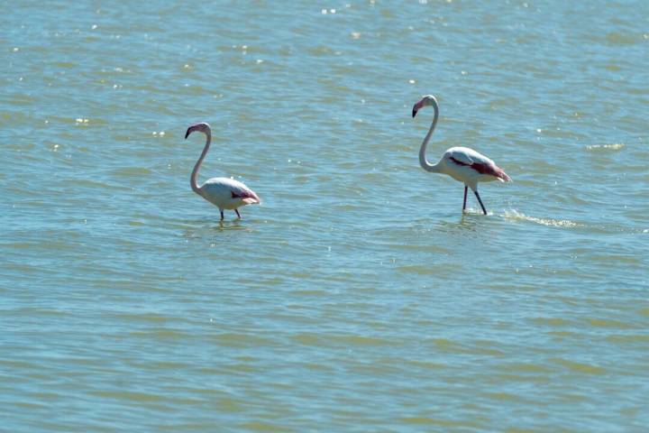 Doñana vive su primer año húmedo desde 2010  pero el acuífero mantiene una tendencia "desfavorable"