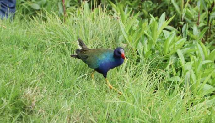 Por temporada migratoria, más de 40 especies de aves llegarán a Bogotá