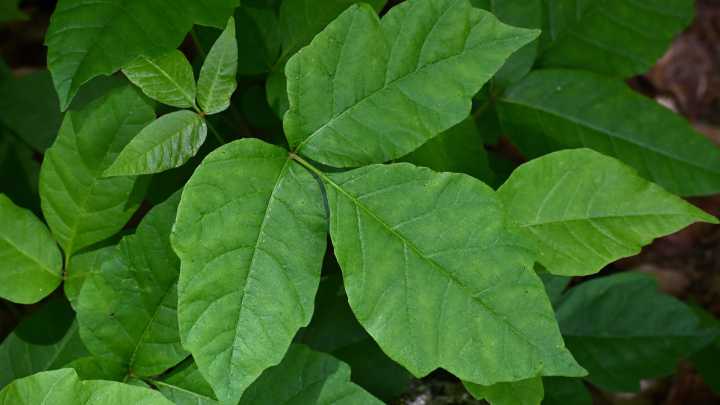 Is Winter The Best Time For Removing Poison Ivy From Your Yard? Here's What To Know