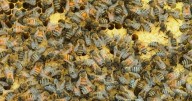 No need to restrict honey bee imports: CFIA