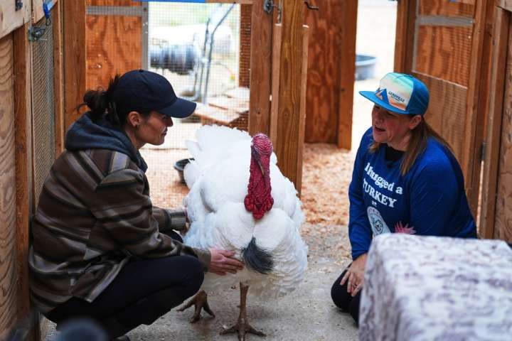 Some families are ‘adopting’ turkeys for Thanksgiving instead of eating them