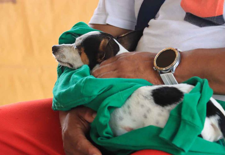 Piden a municipios padrón de negocios tras caso de crematorio de mascotas en Chetumal