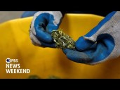 How the bill that ended the shutdown could threaten the U.S. hemp industry’s future