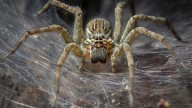 Arachnid Megacity Discovered in Cave May Be World's Largest Spider Web