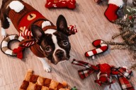 Dogs Are Losing It Over These Christmas Chew Toys