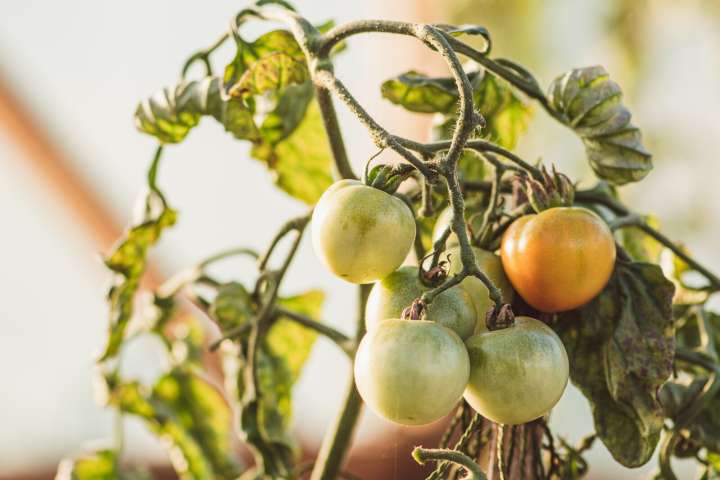 Ask a Master Gardener: Ripening late tomatoes