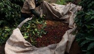 Producción de café creció 14% durante los últimos 12 meses y 7% en el año corrido