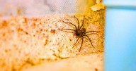 Natural item will keep spiders away while making your home smell like Christmas