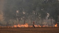 SC seeks report from Punjab, Haryana on steps taken to curb stubble burning