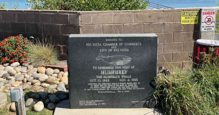 Humphrey the Humpback Whale and the Bay Delta Town that Still Loves Him