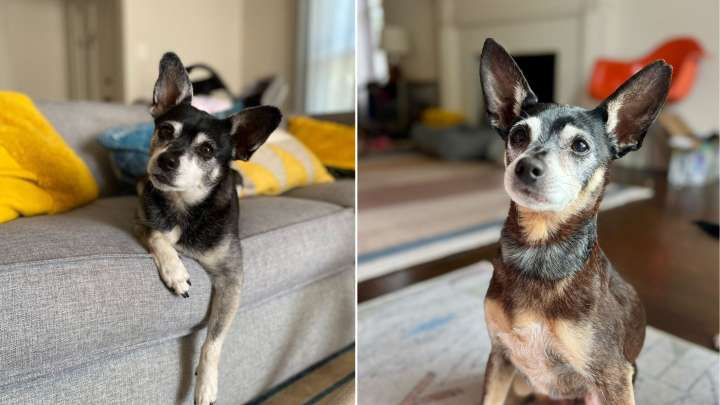 California Family Opens Their Home To A New Pup And Fate Delivers An Astonishing Connection