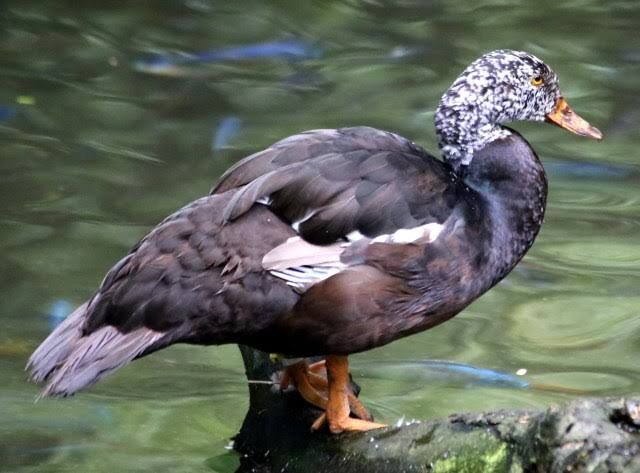 Assam’s state bird, white-winged wood duck, now down to 300 in NE: WTI
