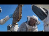 Veterinary students learn to treat honeybees in addition to pets and livestock