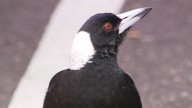Child in hospital after magpie swoop on walk home from school