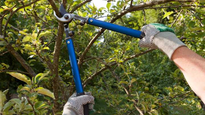 Skipping Tree Pruning This Year? You're Risking Structural Damage