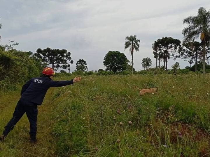 La Brigada Canina de Bomberos Voluntarios se sumó a la búsqueda de Villalba en Oberá