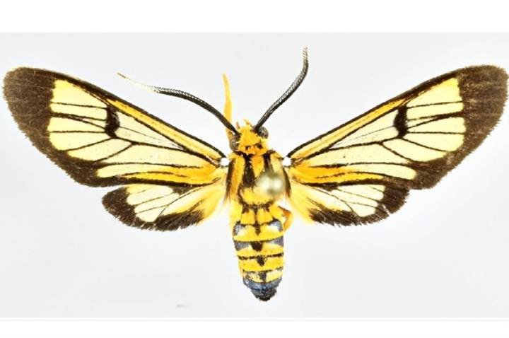 Hallazgo biológico: descubren 4 nuevas especies de polillas en Andes y Amazonía de Perú