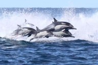 Whale Watchers Witness Thousands of Dolphins Charging Through Water in Stunning Video